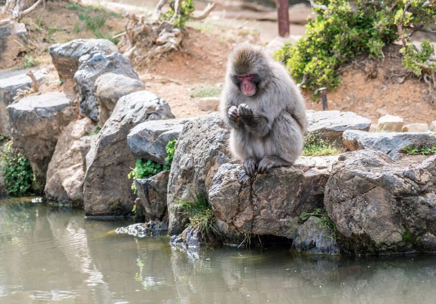 Kyoto: Fushimi, Arashiyama - Bamboo, Monkey, Torii & Secrets - Local stories, food stops, and small extras