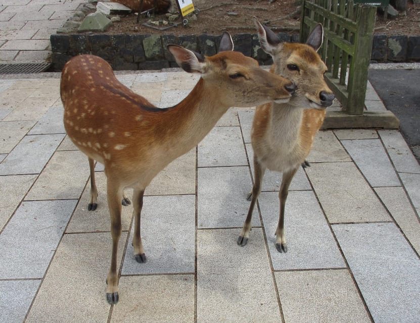 KYOTO-NARA: Giant Buddha Deer Pagoda "Geisya" (Italian, full day) - The guide makes the difference