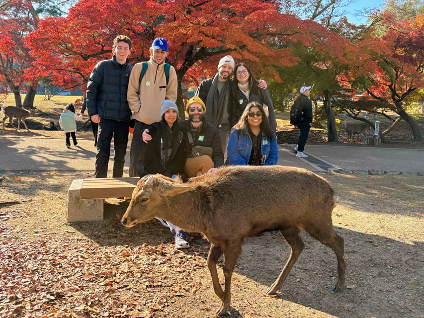 Kyoto: Nara & Traditional Matcha Experience Bus Tour - The guides are a major part of the value