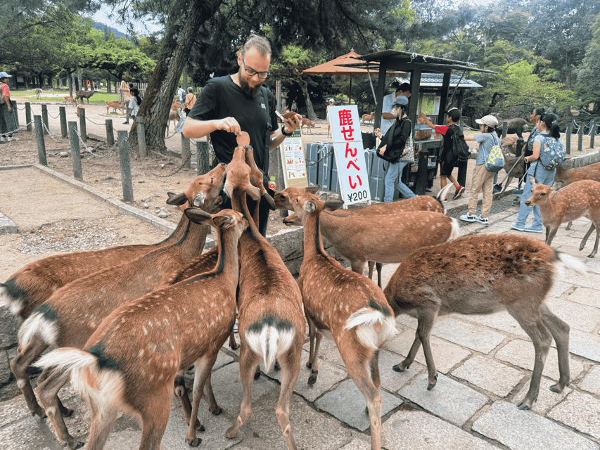 Kyoto: Nara & Traditional Matcha Experience Bus Tour - Lunch and the choice that affects the budget