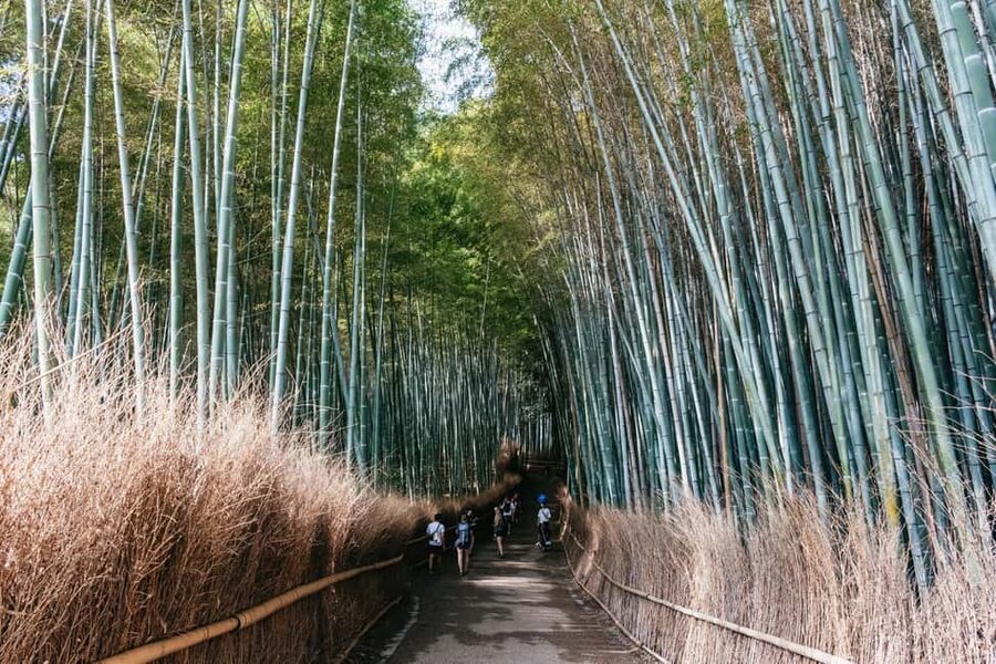 Kyoto: Nijo Castle, Kiyomizu & Fushimi Inari Guided Tour - Fushimi Inari’s torii gates to finish the day