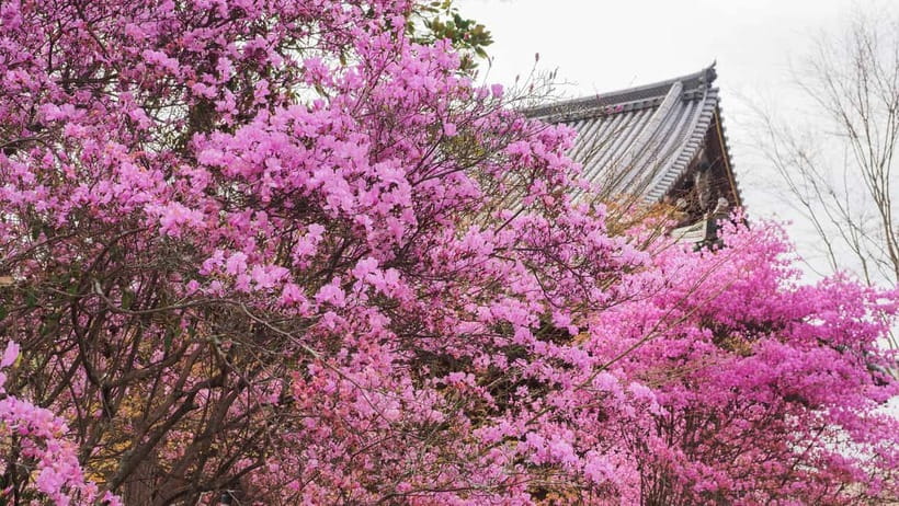 Kyoto: Ninnaji Temple Entry Ticket - The two-hour Omuro Pilgrimage course