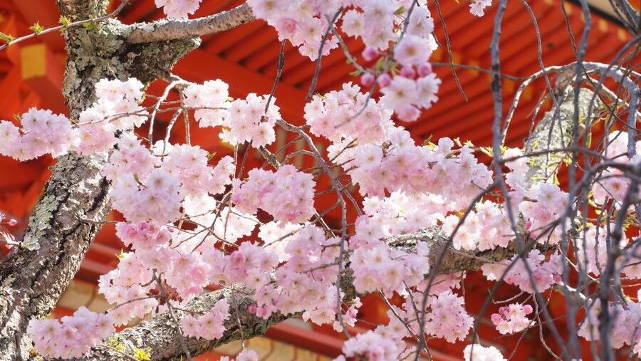 Kyoto: Ninnaji Temple Entry Ticket - Timing, hours, and the one-day ticket