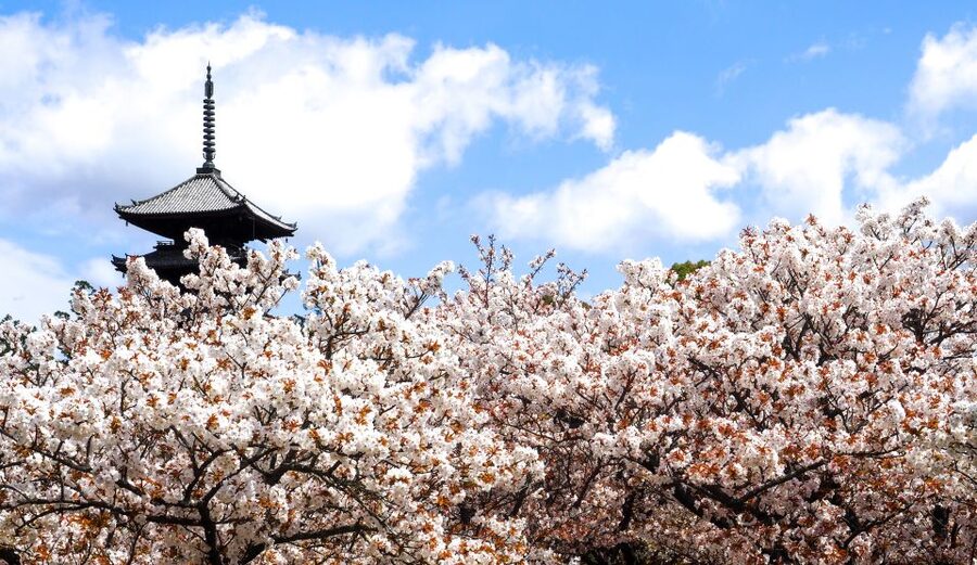 Kyoto: Ninnaji Temple Entry Ticket - Is the $5 price good value?