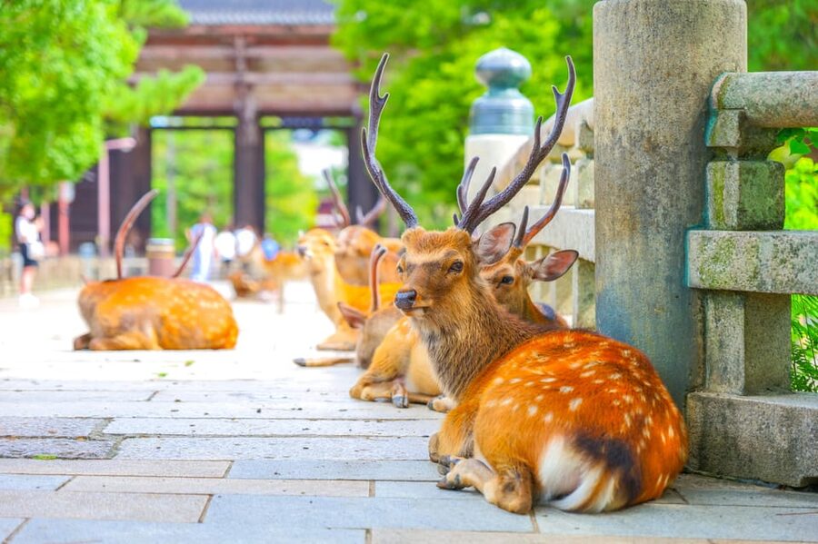 Kyoto/Osaka: Kinkakuji, Bamboo Forest, and Nara Deer Park - Nara Park and the bowing deer