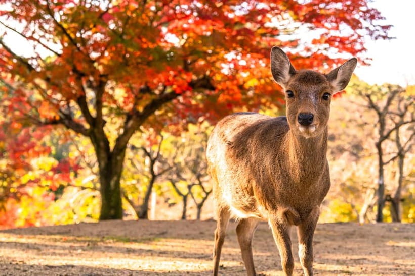 Kyoto/Osaka: Kinkakuji, Bamboo Forest, and Nara Deer Park - Arashiyama’s bamboo path and Togetsukyo Bridge