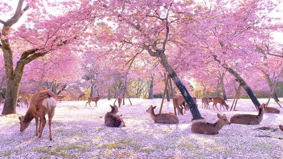 Kyoto/Osaka: Kyoto and Nara Customized Private Guided Tour - Kinkaku-ji and the gold-leaf pavilion