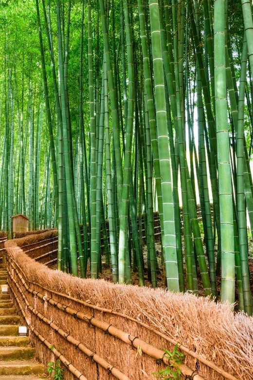 Kyoto/Osaka: Kyoto and Nara Customized Private Guided Tour - Sanjusangendo, Ginkaku-ji, and other Kyoto choices