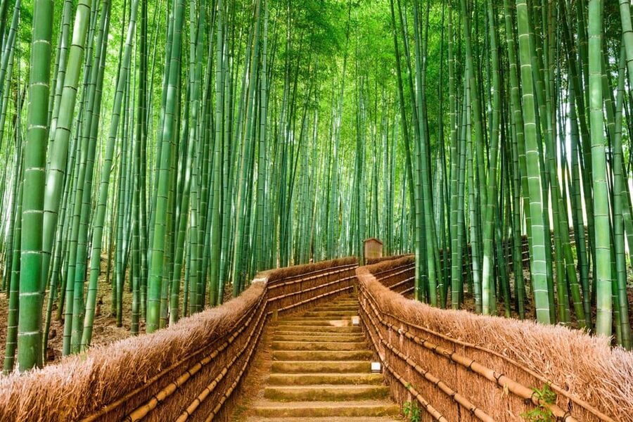Kyoto/Osaka: Kyoto and Nara Customized Private Guided Tour - What the guide adds to the day