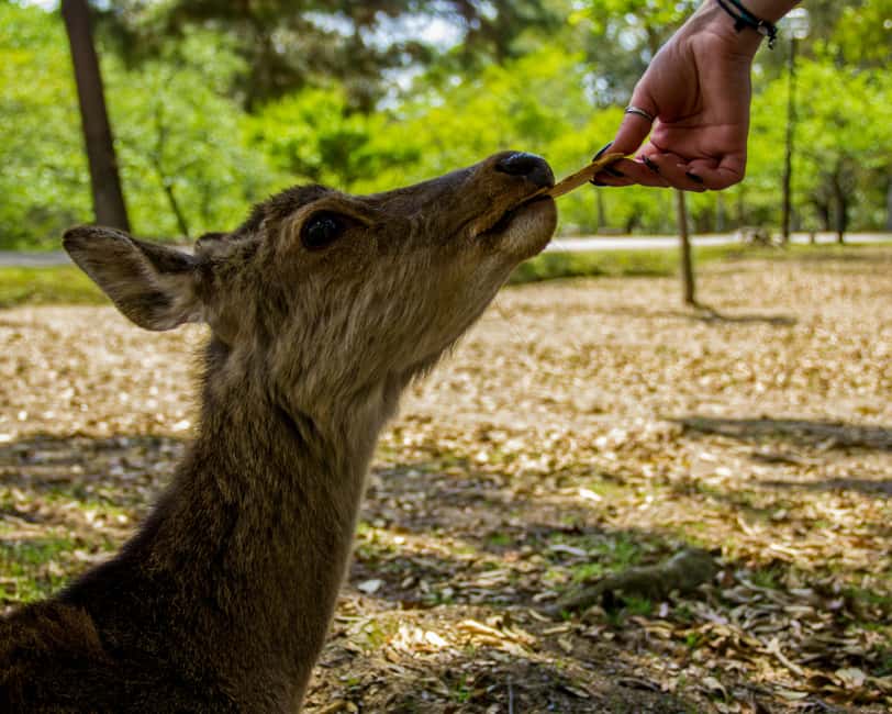 Kyoto/Osaka: Kyoto&Nara Customized Private Highlights Tour - Nara Park and Tōdai-ji: deer and the Great Buddha