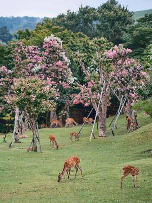 Kyoto/Osaka: Kyoto&Nara Customized Private Highlights Tour - Can you really see all these sights in 10 hours?