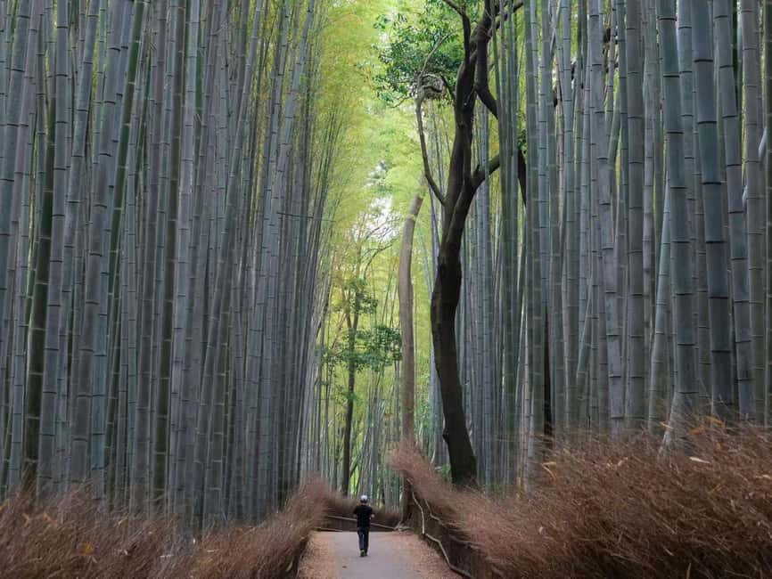 Kyoto/Osaka: Kyoto&Nara Customized Private Highlights Tour - Arashiyama Bamboo Grove: start among the tall green stalks