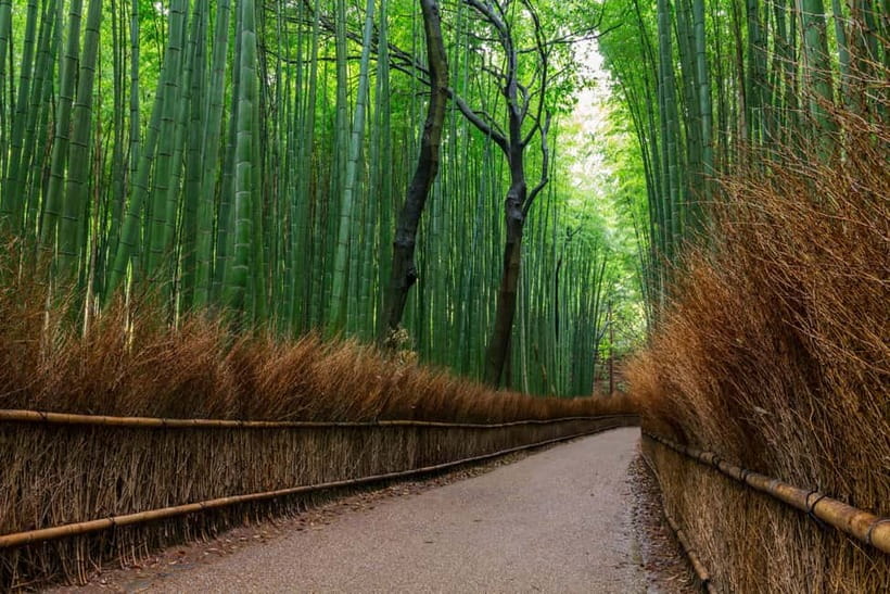 Kyoto/Osaka: Nara, Fushimi Inari Taisha, Arashiyama Bus Tour - Three famous sights without three separate transport puzzles
