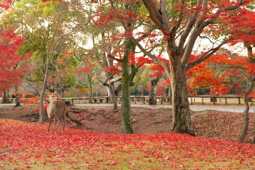 Kyoto/Osaka: Nara, Fushimi Inari Taisha, Arashiyama Bus Tour - Tenryu-ji, Togetsukyo Bridge, and the old Kyoto mood