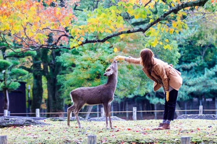 Kyoto/Osaka: Nara, Fushimi Inari Taisha, Arashiyama Bus Tour - Kimono Forest and free time for food