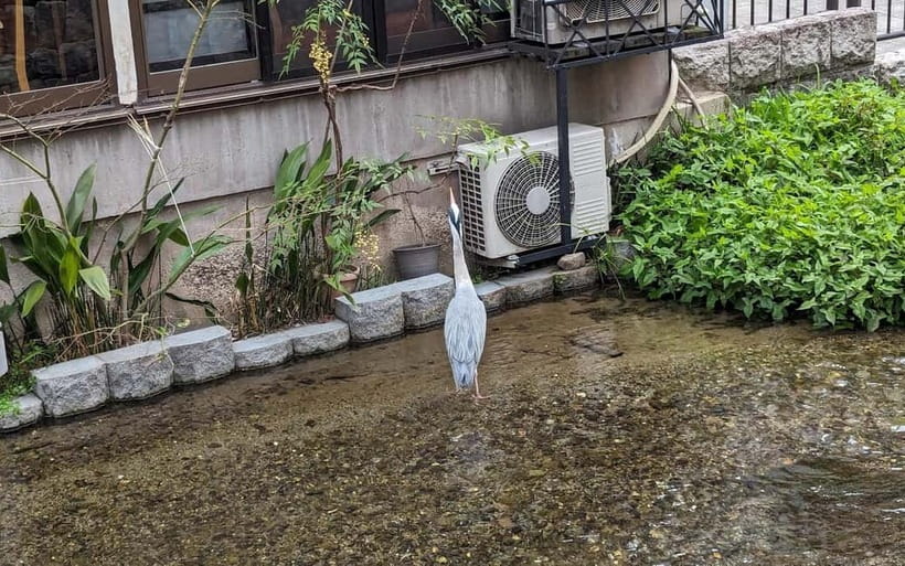 Kyoto: Personalize, private tour (3h, 5h, 8h) [W/Car Option] - Who will get the most from this private Kyoto outing
