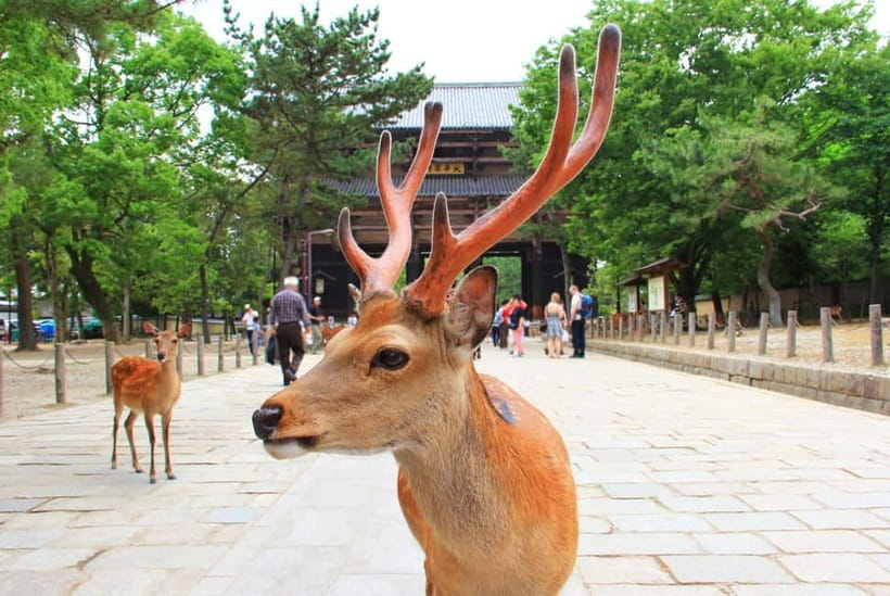 Kyoto: Private Customizable Day Tour with Guide and Vehicle - Kiyomizu-dera and the eastern hills