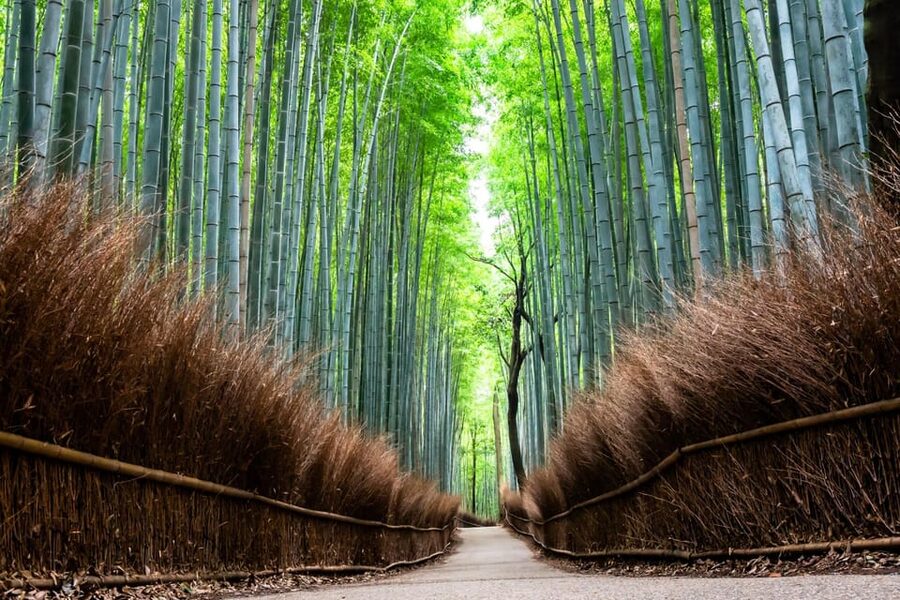 Kyoto: Private Full-Day Tour by Car - Lunch is part of the local experience