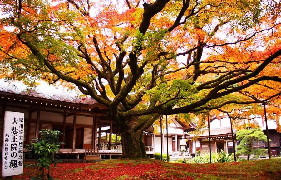 Kyushu Tour From Fukuoka: Itoshima Nature & Coastal Scenery - Sennyoji Temple and its many stone faces