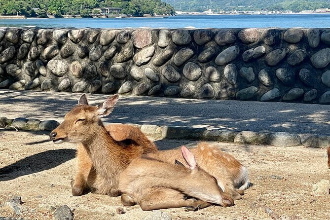 Miyajima Highlights: Itsukushima Shrine & Island Nature - Starting in central Hiroshima and reaching the island
