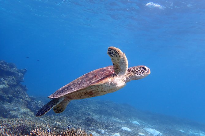 [Miyako Island/Half Day] Sea Turtle Snorkeling - Meeting sea turtles at Shigira Beach