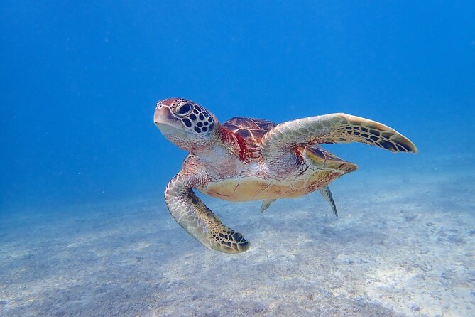 [Miyako Island/Half Day] Sea Turtle Snorkeling - What the 90-minute itinerary feels like