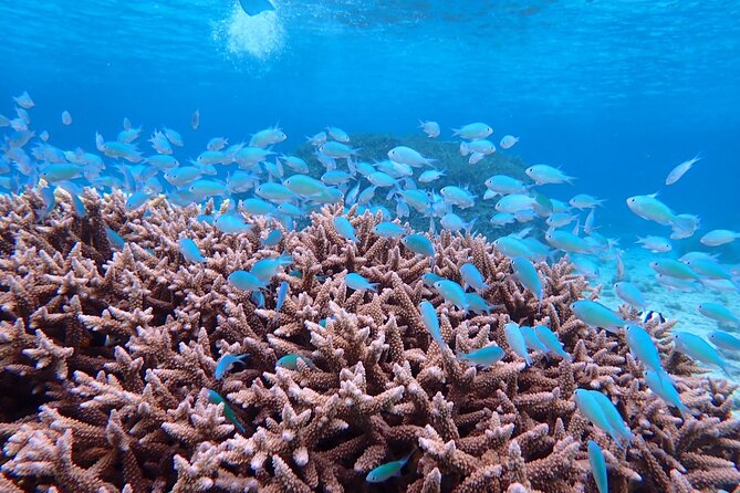 [Miyako Island/Half Day] Sea Turtle Snorkeling - Is $45.76 a fair price?