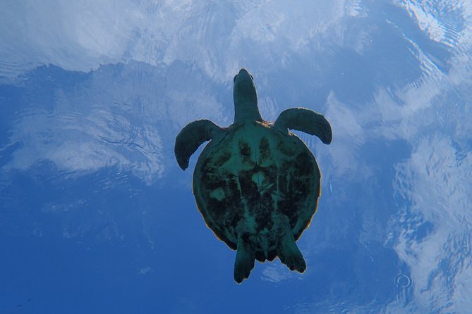 [Miyako Island/Half Day] Sea Turtle Snorkeling - Weather, clothing, and age limits