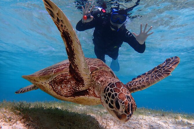 [Miyako Island/Half Day] Sea Turtle Snorkeling - Booking and cancellation details worth knowing