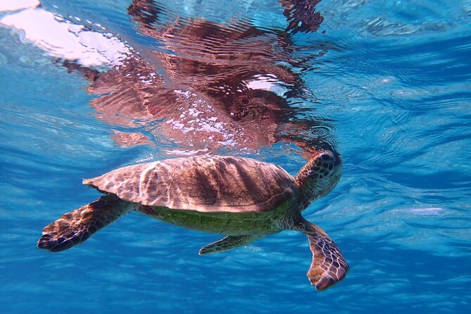 [Miyako Island/Half Day] Sea Turtle Snorkeling - Who should book this Miyakojima snorkeling trip?