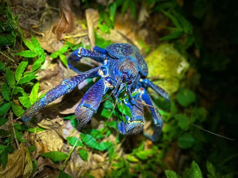 Miyako Island: Stars & Jungle Night Walking Tour - The value of a guide on a nature walk