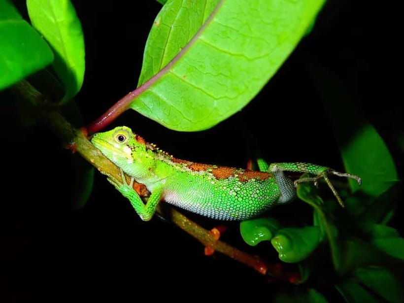 Miyako Island: Stars & Jungle Night Walking Tour - Practical advice before you go