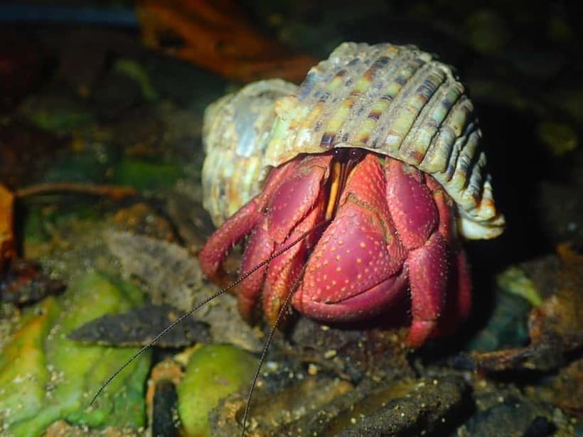 Miyako Island: Stars & Jungle Night Walking Tour - Searching for coconut crabs and smaller creatures
