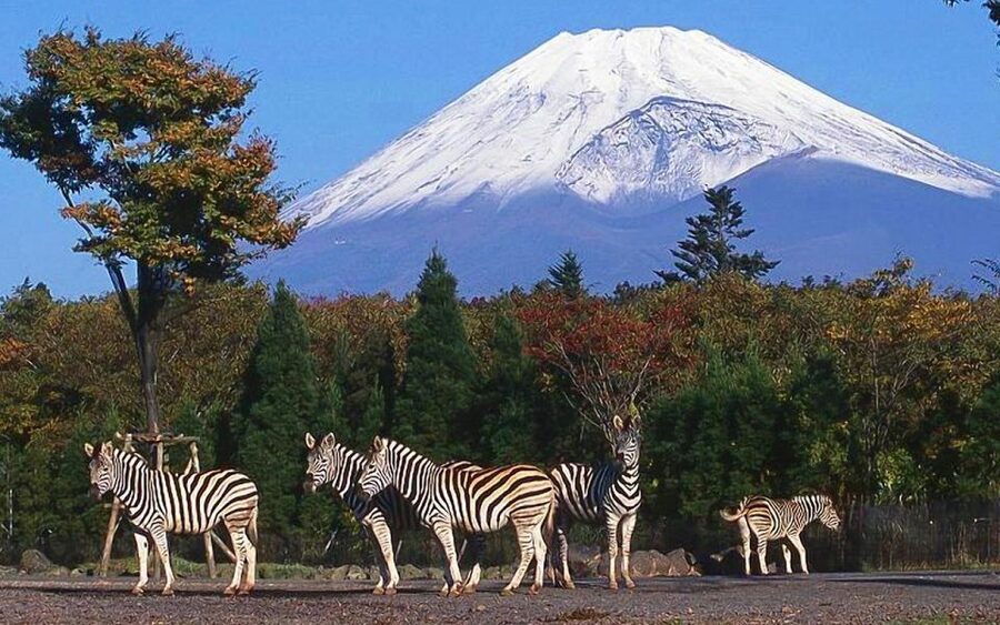 Mt Fuji : Private 10-Hour Luxury Tour by Exclusive Car - Why a private car changes the Fuji day