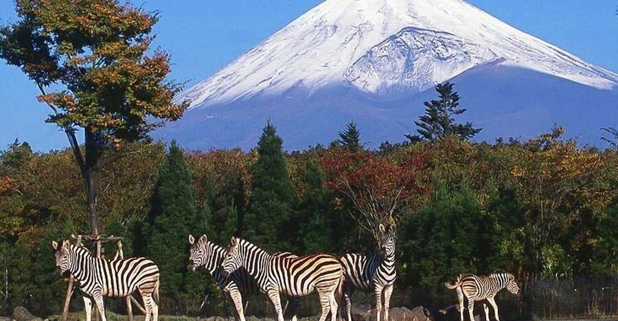 Mt Fuji : Private 10-Hour Luxury Tour by Exclusive Car - Chureito Pagoda and the classic Japan photograph