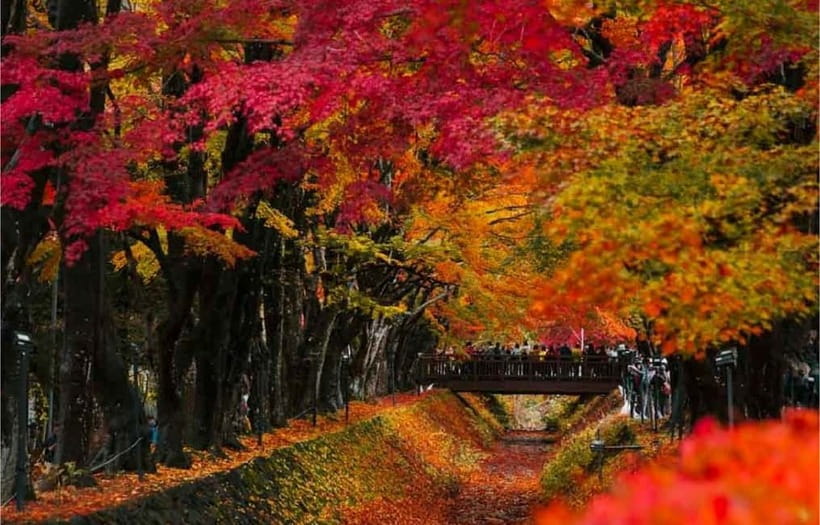 Mt Fuji Top 5 Spots Day Tour: Arakurayama Park,Oshino Hakkai - Oishi Park and the seasonal finish at Kawaguchiko