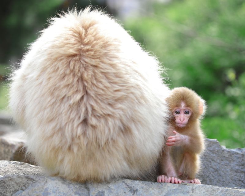 Nagano: 1-Day Snow Monkey & Cherry Blossom Tour in Spring - Key points to know before booking
