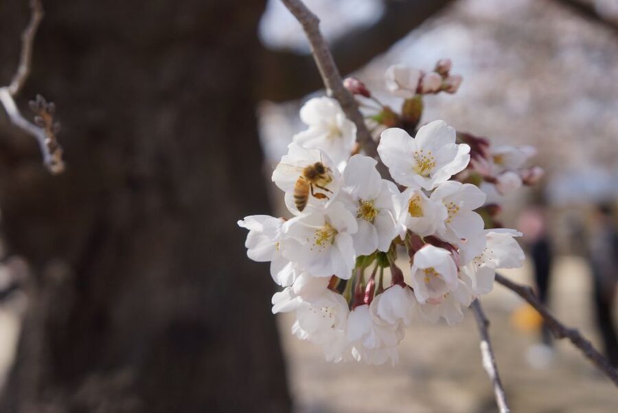Nagano: 1-Day Snow Monkey & Cherry Blossom Tour in Spring - Two classic Japan sights in one northern Nagano day