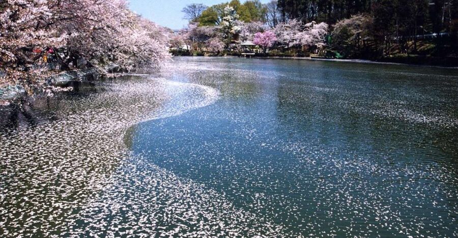 Nagano: 1-Day Snow Monkey & Cherry Blossom Tour in Spring - What the monkeys may, and may not, do