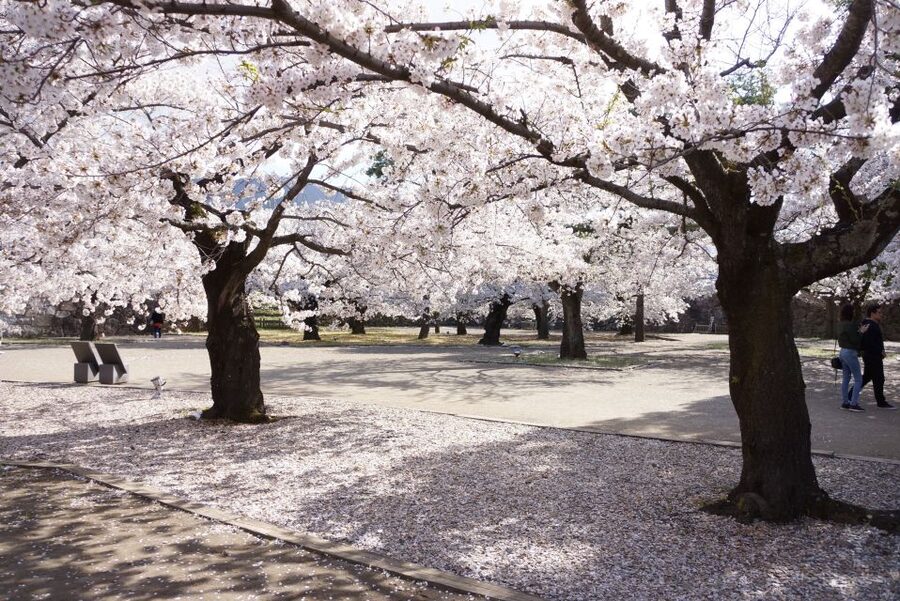 Nagano: 1-Day Snow Monkey & Cherry Blossom Tour in Spring - What happens if the flowers are late?