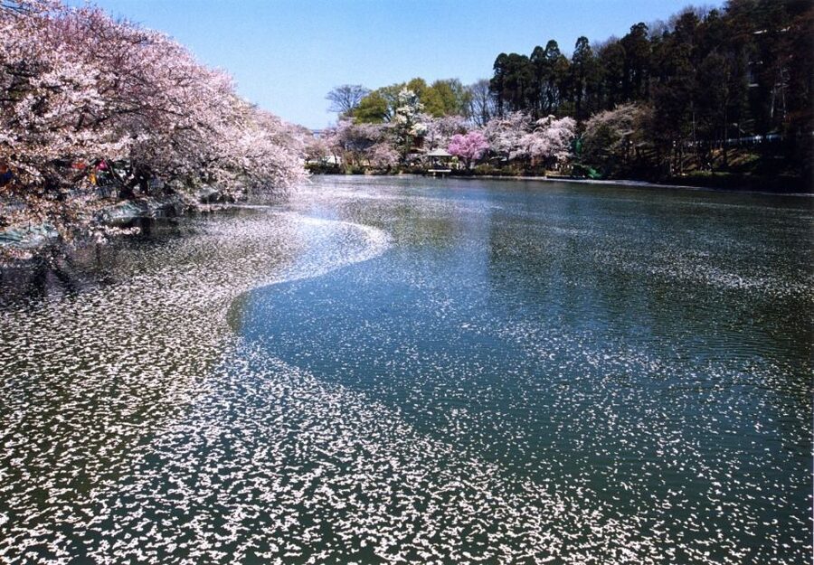 Nagano: 1-Day Snow Monkey & Cherry Blossom Tour in Spring - Timing, transport, and the physical effort