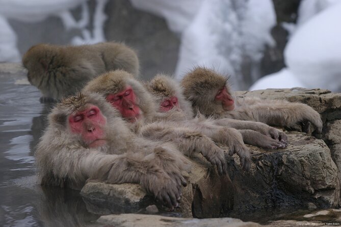 Nagano Snow Monkey 1 Day Tour with Beef Sukiyaki Lunch from Tokyo - Leaving Shinjuku at 8 a.m.