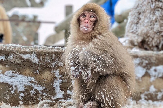 Nagano Snow Monkey 1 Day Tour with Beef Sukiyaki Lunch from Tokyo - The snowy walk to Jigokudani Yaen-koen