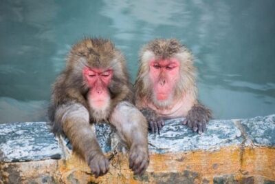 Nagano Snow Monkey 1 Day Tour with Beef Sukiyaki Lunch from Tokyo