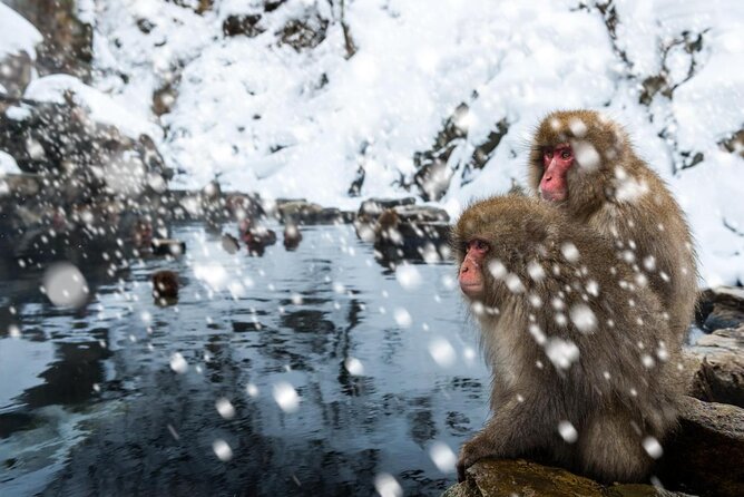 Nagano Snow Monkey 1 Day Tour with Beef Sukiyaki Lunch from Tokyo - Two hours with the macaques