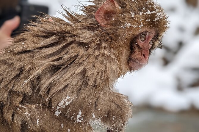 Nagano Snow Monkey 1 Day Tour with Beef Sukiyaki Lunch from Tokyo - The optional Kamakura no Sato stop