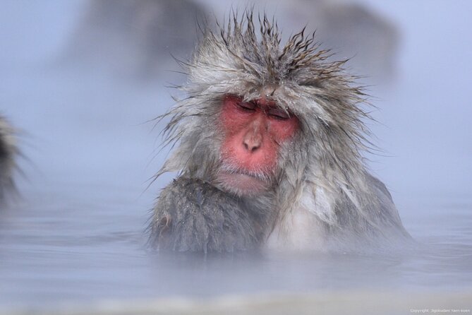 Nagano Snow Monkey 1 Day Tour with Beef Sukiyaki Lunch from Tokyo - Who will enjoy this day most