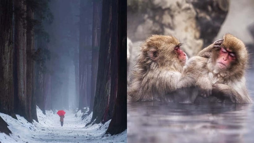 Nagano: Snow Monkeys & Togakushi Shrine Two-Spot in-One Day - Jigokudani Snow Monkey Park: the morning highlight