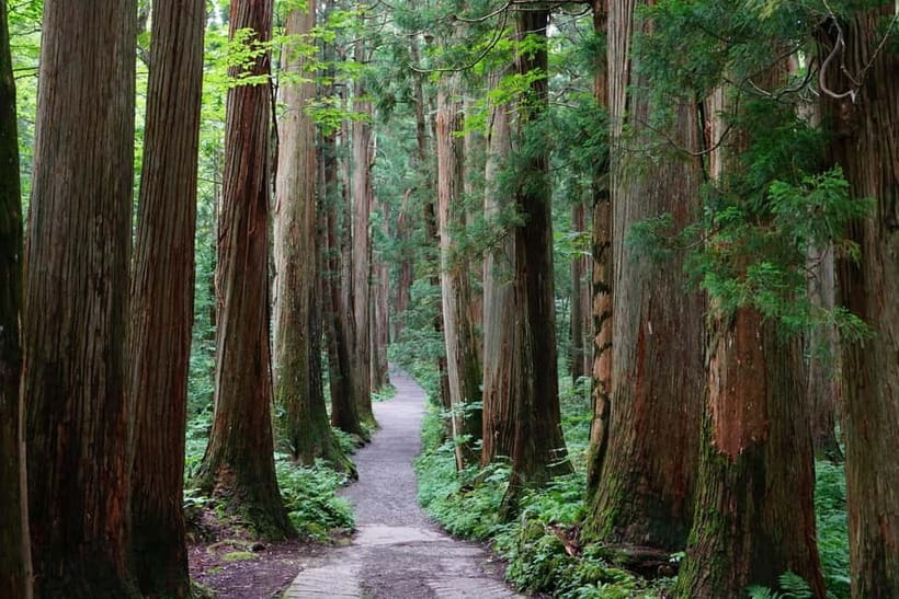 Nagano: Snow Monkeys & Togakushi Shrine Two-Spot in-One Day - The value of a private car and guide