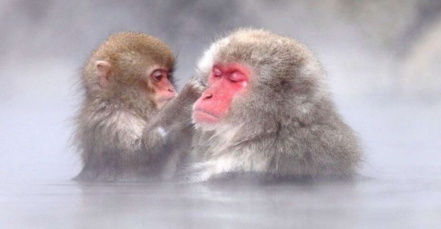 Nagano: Snow Monkeys, Zenkoji Temple & Sake Day Trip - Sake tasting turns a short stop into a local lesson